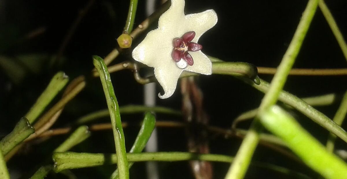 Hoya retusa – plant photo