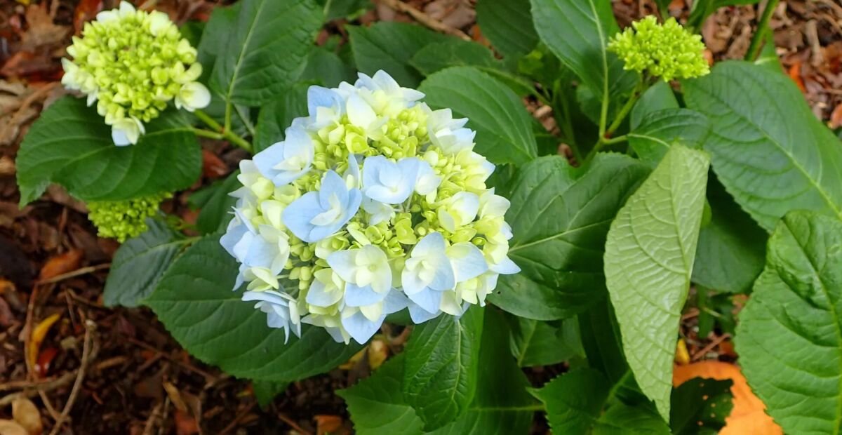 Hydrangea macrophylla 'Generale Vicomtesse de Vibraye' – plant photo