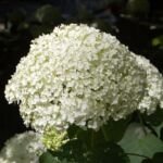 Hydrangea macrophylla 'Mariesii' – foto della pianta