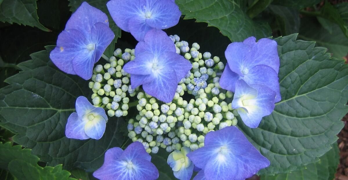 Hydrangea macrophylla 'Taube' – plant photo