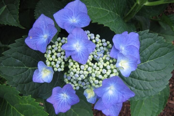 Hydrangea macrophylla 'Taube'