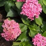Hydrangea macrophylla 'Tovelit' – foto della pianta
