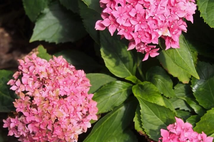 Hydrangea macrophylla 'Tovelit'