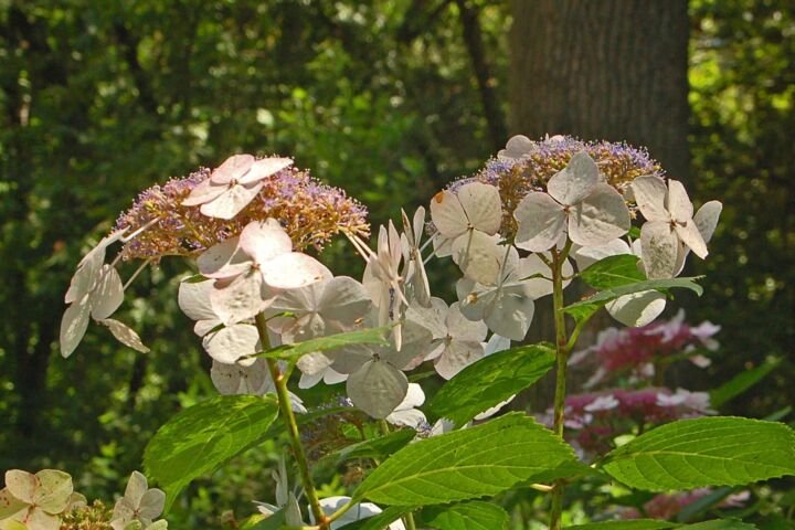 Hydrangea macrophylla 'Veitchii'
