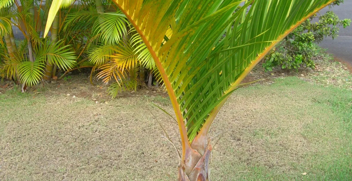 Spindle Palm (Hyophorbe verschaffeltii) – plant photo