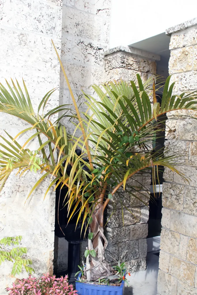 Palma vretenovitá (Hyophorbe verschaffeltii) – plody zblízka, fotografia rastliny