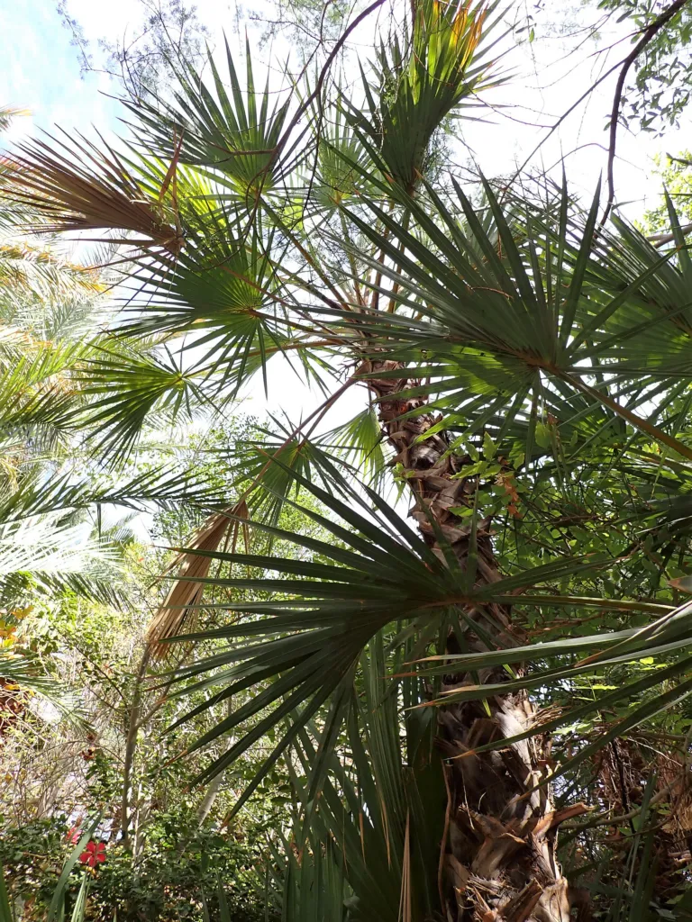 Doumpalme (Hyphaene thebaica) – im Garten, Pflanzenfoto