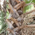 doum palm (Hyphaene thebaica) – plant photo