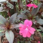 Impatiens della Nuova Guinea (Impatiens hawkeri) – foto della pianta
