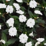 Impatiens sunpatiens 'Compact White' – foto della pianta