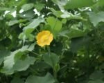 Indický slez (Abutilon indicum) – pestovanie a starostlivosť