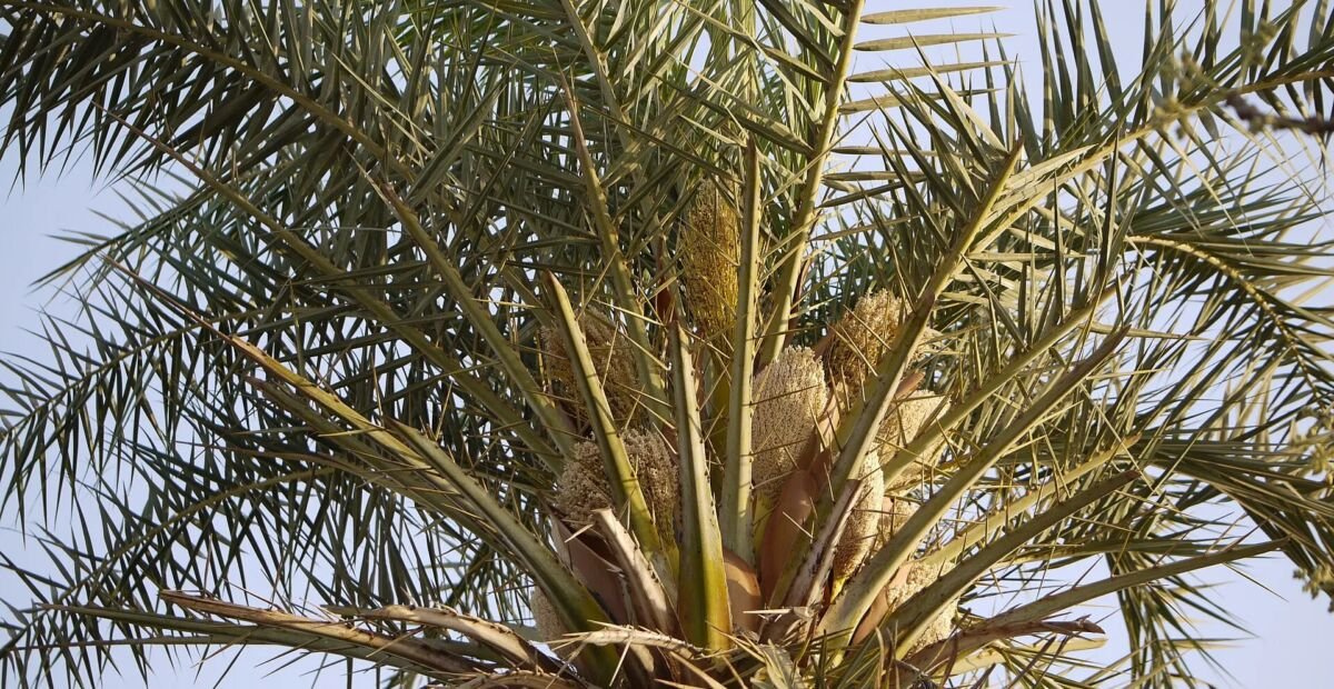 Indische Dattelpalme (Phoenix sylvestris) – Pflanzenfoto
