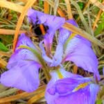 Iris algerino (Iris unguicularis) – foto della pianta