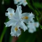Iris confusa – foto della pianta