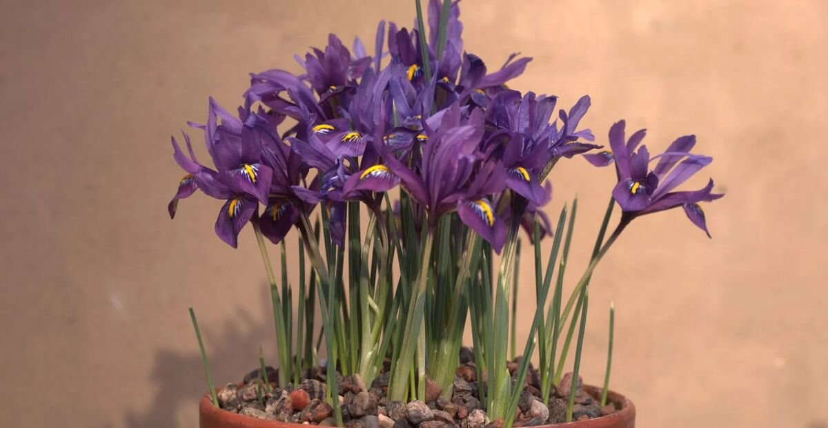 Iris reticolato (Iris reticulata) – plant photo