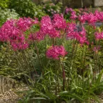 Isabel (Nerine bowdenii ‘Isabel’) (Nerine bowdenii 'Isabel') – plant photo