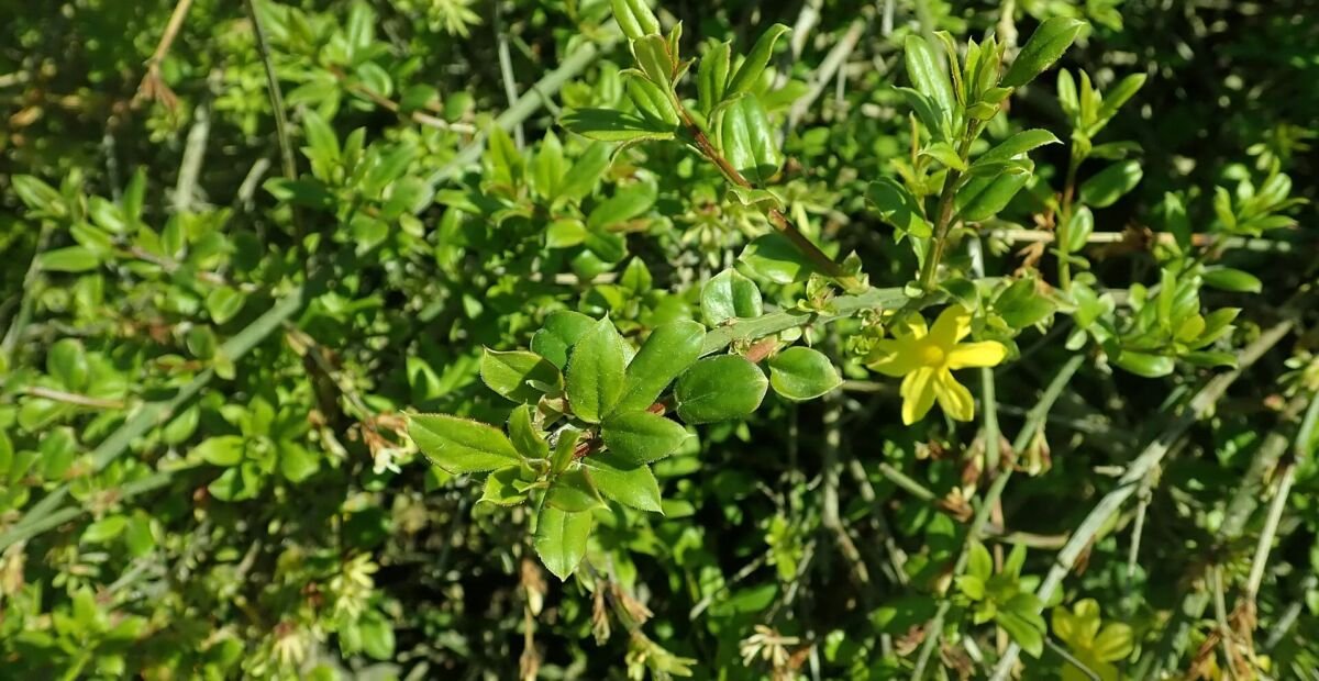 Jasminum nudiflorum – plant photo