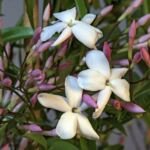 Jasminum polyanthum – foto della pianta