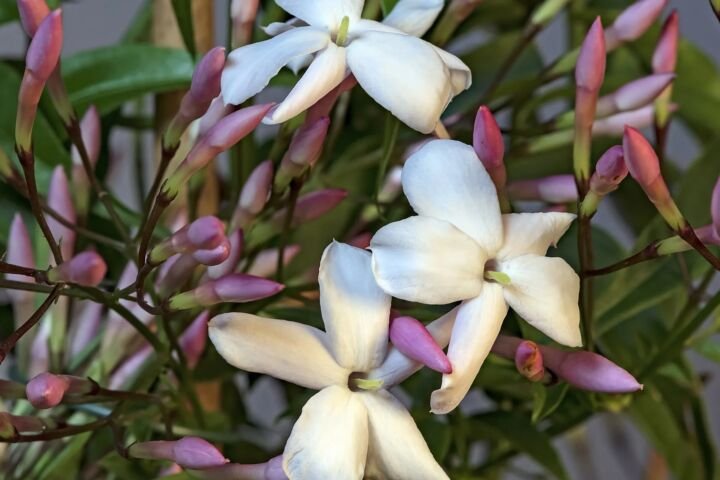 Jasminum polyanthum