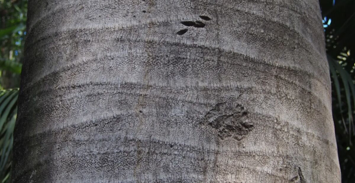 Jubaea chilensis – Pflanzenfoto
