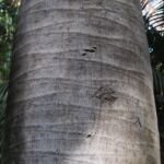 Jubaea chilensis – Pflanzenfoto