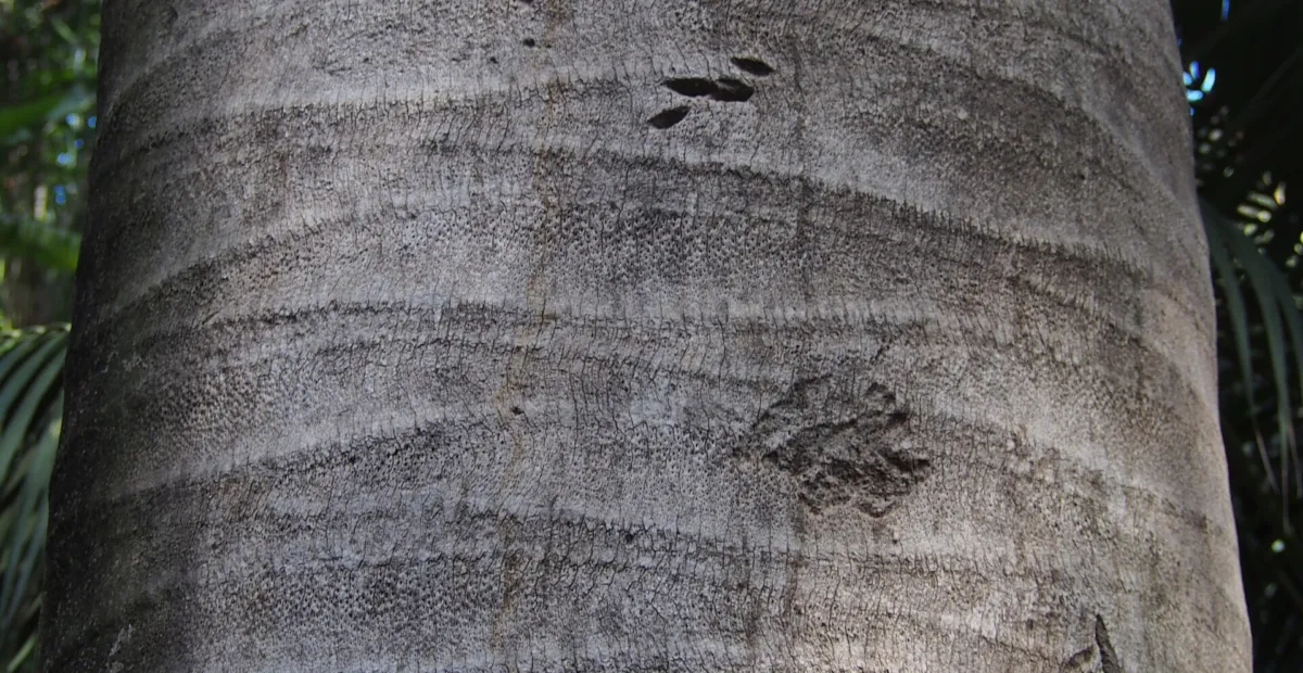 Jubaea chilensis – plant photo