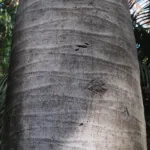 Jubaea chilensis care guide (Jubaea chilensis) – plant photo