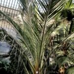 Jubaeopsis caffra – fotografia rastliny