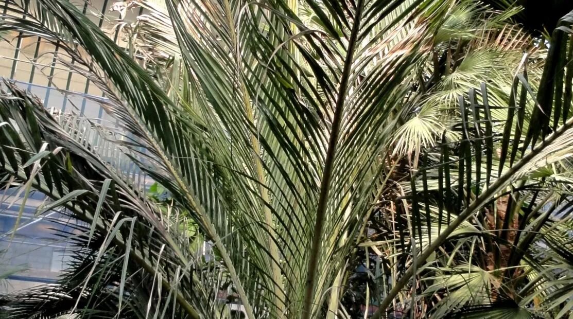 Jubaeopsis caffra – plant photo