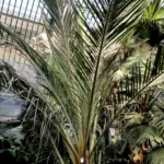 Mkambati Palm (Jubaeopsis caffra) – plant photo