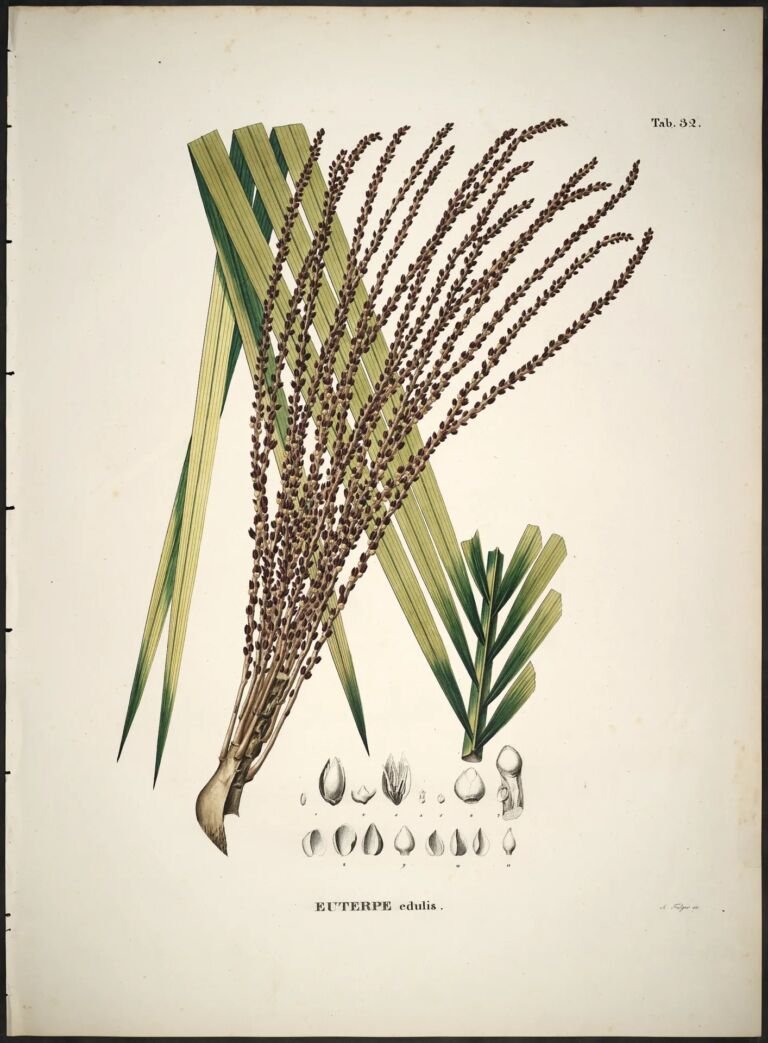 juçara (Euterpe edulis) – zdjęcie rośliny