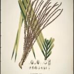 juçara (Euterpe edulis) – foto della pianta