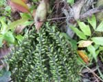 Kariota łuskowata (Caryota mitis) – pielęgnacja