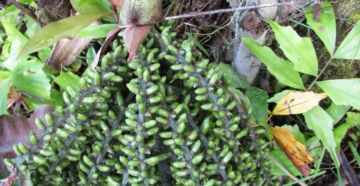 Karyota drobná (Caryota mitis) – fotografia rastliny