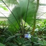 Kerriodoxa elegans – zdjęcie rośliny
