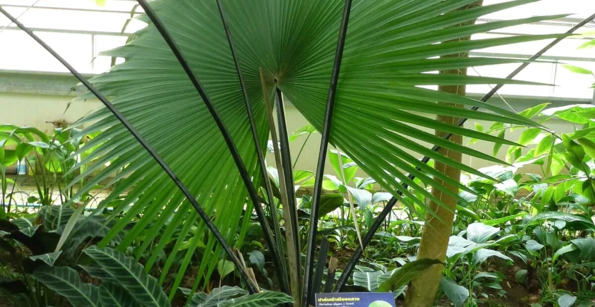 Kerriodoxa elegans – fotografia rastliny