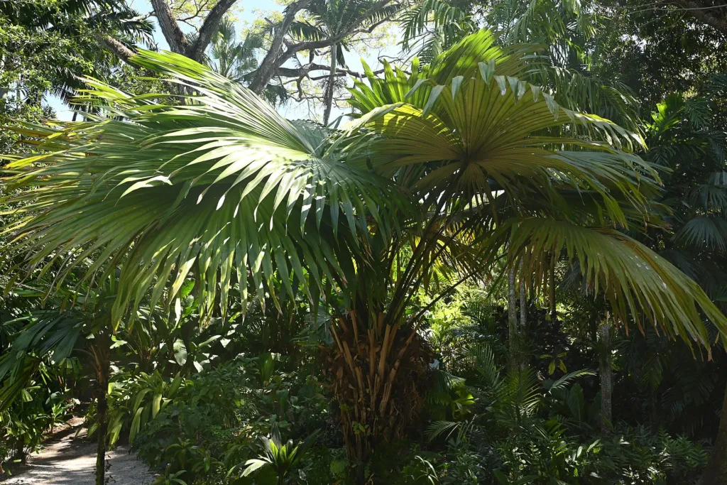 Kerriodoxa elegans – v záhrade, fotografia rastliny