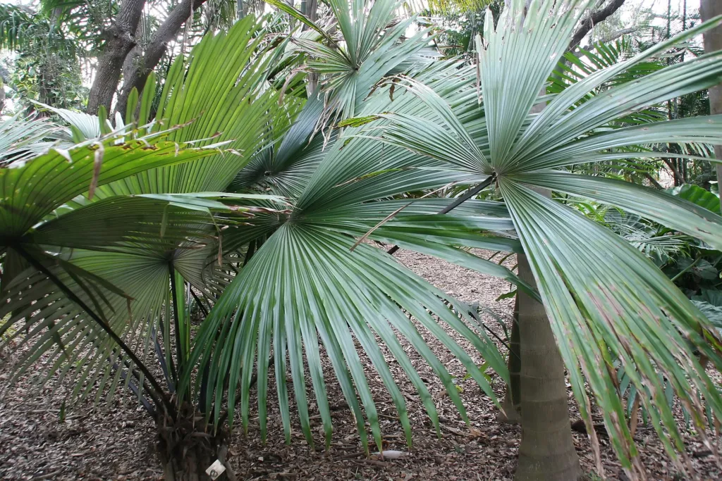 Kerriodoxa elegans – v záhrade, fotografia rastliny