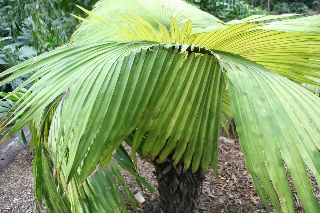 Kerriodoxa elegans – v záhrade, fotografia rastliny