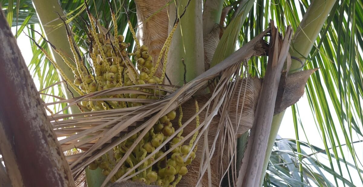 Kokospalme (Cocos nucifera) – Pflanzenfoto