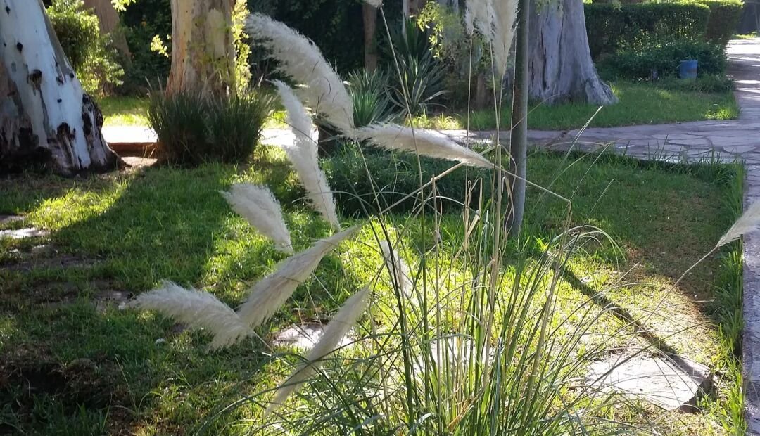 Kortaderia pampová (Cortaderia selloana) – fotografia rastliny