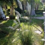 Kortaderia pampová (Cortaderia selloana) – fotografia rastliny