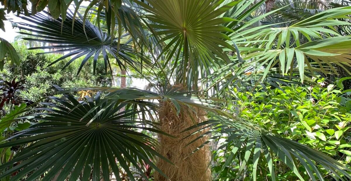 Kuba-Bartpalme (Coccothrinax crinita) – Pflanzenfoto