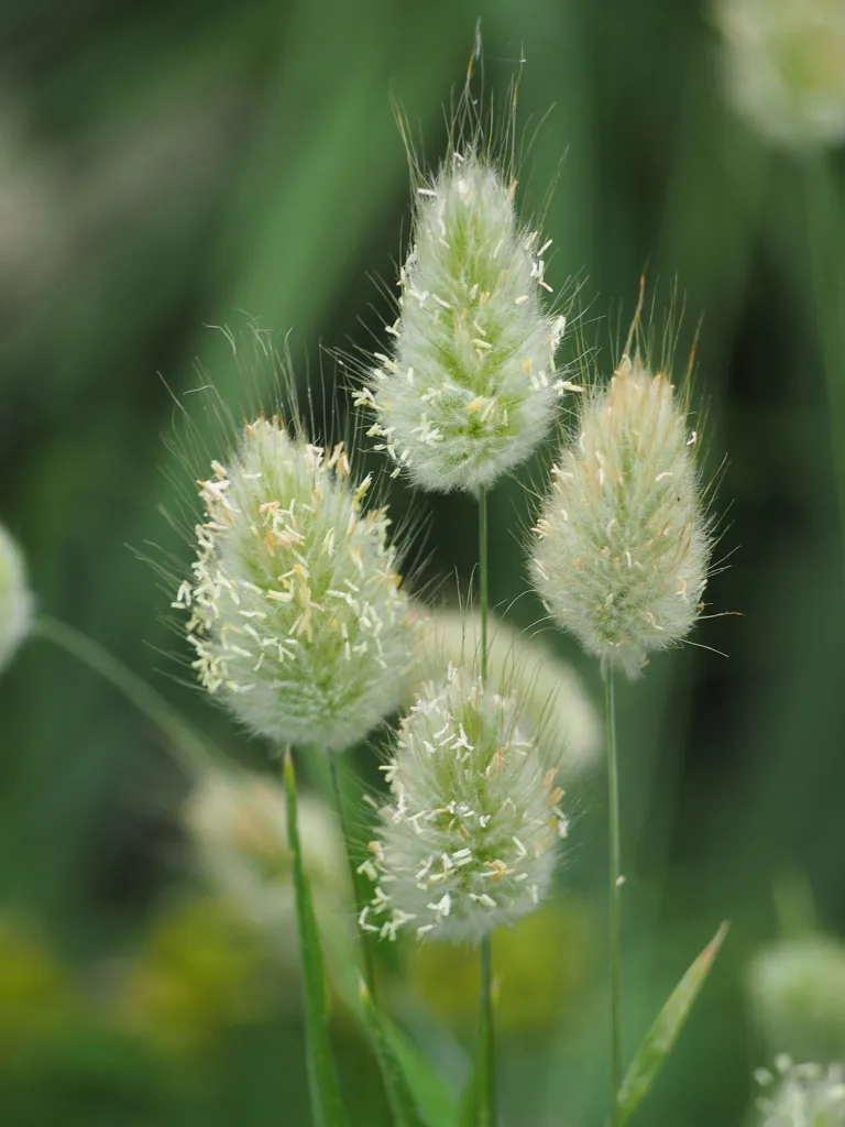 Hasenschwanzgras (Lagurus ovatus) – im Garten, Pflanzenfoto