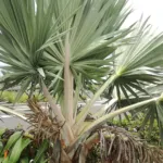 latanier de l'Ile Ronde and latanier de Maurice (Latania loddigesii) – plant photo