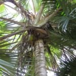 Latania verschaffeltii – fotografia rastliny