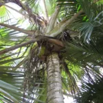yellow latan palm (Latania verschaffeltii) – plant photo