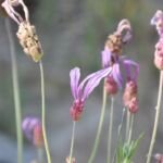 lavanda spagnola (Lavandula pedunculata) – foto della pianta
