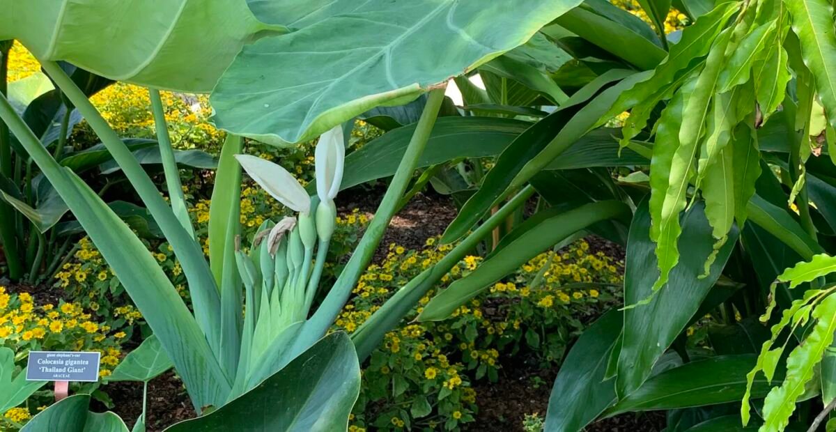 Leucocasia 'Gigantea' – plant photo