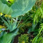 Leucocasia 'Gigantea' – foto della pianta